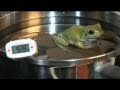 Boiling Frog Experiment, Say goodbye to Pepe the Frog, Sayonara Pepe