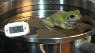 Boiling Frog Experiment, Say goodbye to Pepe the Frog, Sayonara Pepe