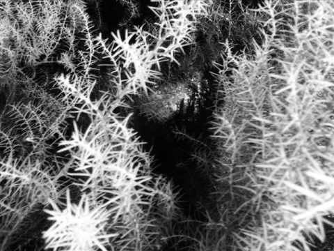 Retóriko & Calígine - Dramaturgias Azabaches [2017]