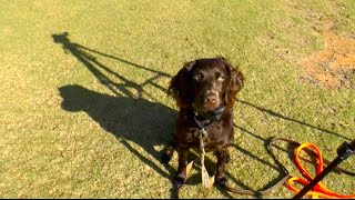 Download Lagu Puppy Training, Kona, Boykin Spaniel, Day 8: Distraction Training at the Park Thumbnail