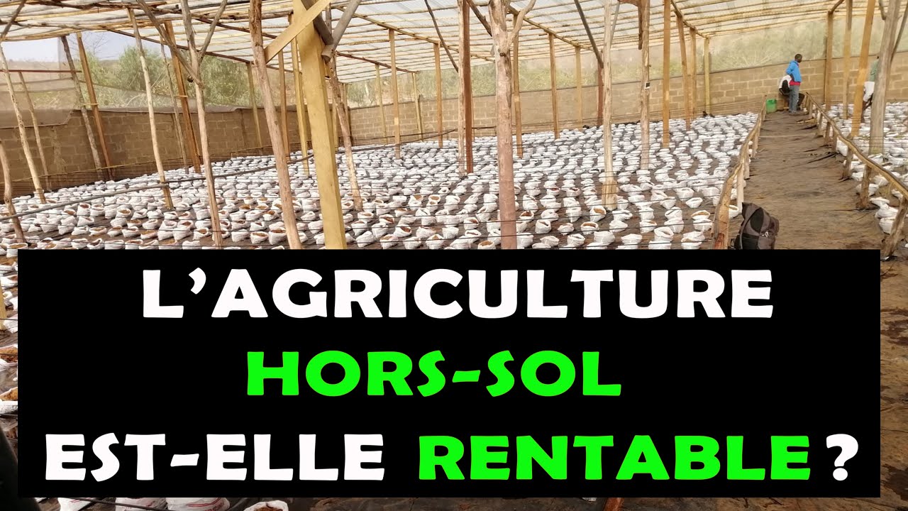 05 Bonnes raisons pour lesquelles il faut faire l'agriculture Hors-Sol