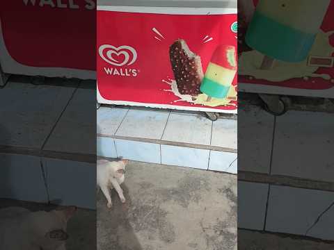 adiva semangat beli es krim