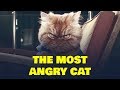 THE MOST ANGRY CAT MEETGARFI FUNNY CATS VIDEOS