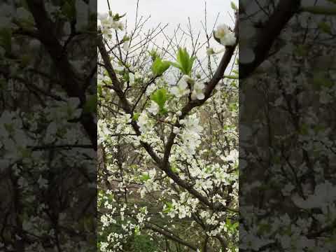 アジサイ 樹木状アジサイ 'アナベル' 白いアジサイ