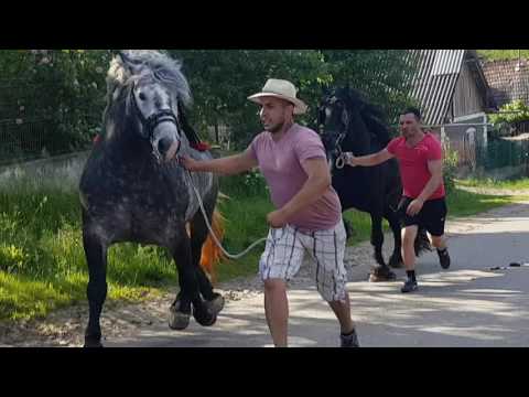 VAND 2 ARMASARI UN SUR SI UN FRIZIAN