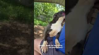 Video preview image #1 American Bulldog-Unknown Mix Puppy For Sale in Jackson, MS, USA