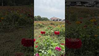 A family-run farm, market, and greenhouse