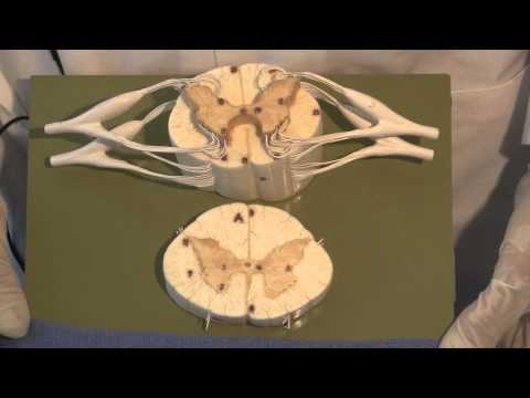 The Spinal Cord & Monosynaptic Reflex: Neuroanatomy Video Lab - Brain Dissections