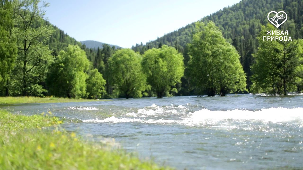 Река иста. Река тумуяс. Перекаты на кондурче. Река арби амурская область. Включи видео речка.