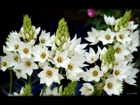 Chincherinchee - Perry Como