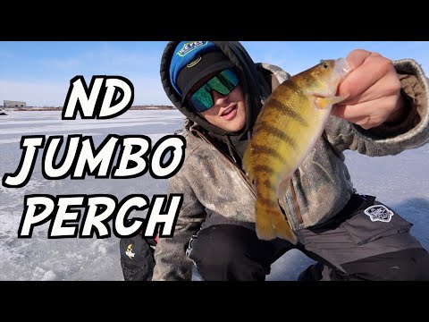 Early Ice Jumbo Perch Smack Down ND 2022 (Underwater Footage!)