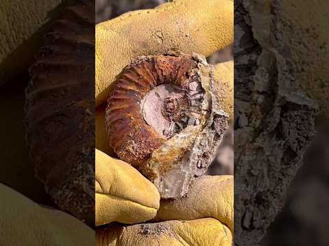 fósil de Ammonite, encontrado en Villanueva, Santander (Colombia).