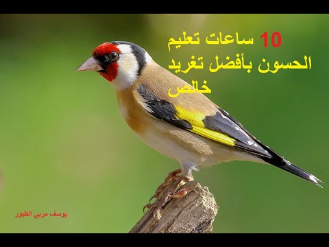 احسن تغريد الحسون لتعليم الفراخ بدون اخطاء خالي من الاخطاء 2020
