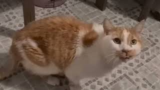 Veliki stari Miki mačak--gleda u mene i tužno mjauče mjau mjau-jako je star-ima 14 godina...