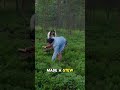This Plant Can Kill You in Hours | Water Hemlock Warnin