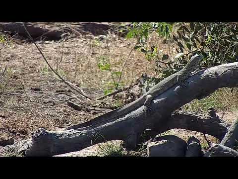 Djuma: Water Monitor Lizard - 08/26/19
