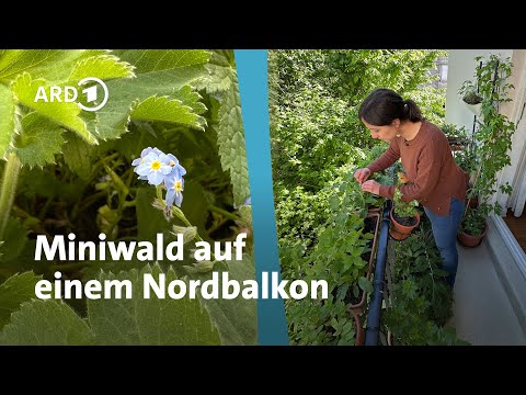 Balkon mit viel Schatten - grün dank Waldpflanzen | MDR Garten