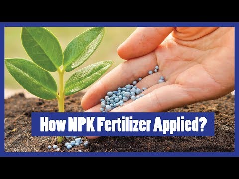 How to apply npk fertilizer to plants? (urdu/hindi/english s...