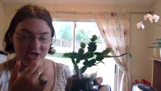 plant update | how to care for christmas cactus to get them to bloom