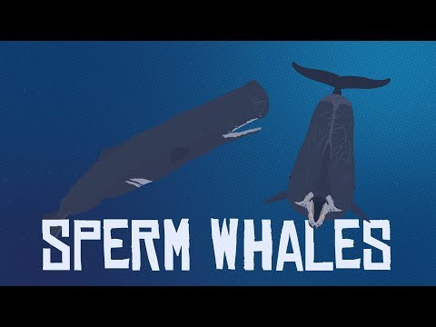 10 Interesting Facts About Sperm Whales