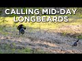 CALLING TO Longbeards Midday Call Breakdown For A Midday Hunt Scenario