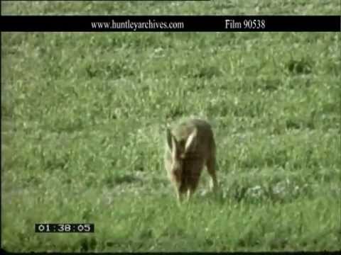 Hares.  Close ups, feeding and boxing hares.  Film 90538