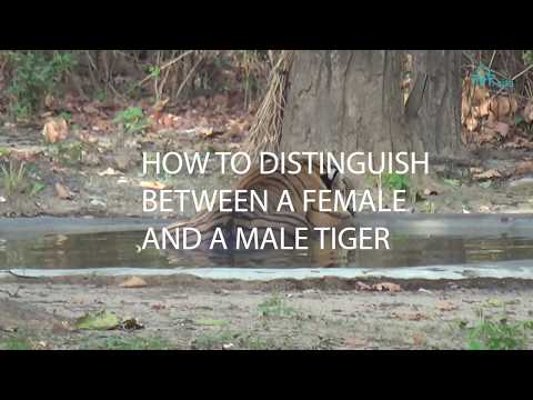 How to distinguish between a female and a male Tiger