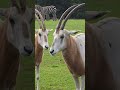 Scimitar Horned Oryx Day 2025 With Ranger Dylan