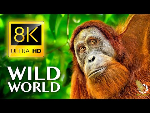WILD WORLD 8K ULTRA HD - Wildlife and Animals with Real Nature Sounds