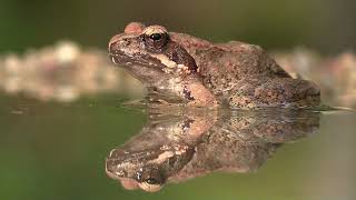 Reptiles et amphibiens de Bulgarie