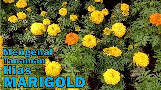 Download lagu Mengenal Tanaman Hias MariGold mp3 Download lagu Mengenal Tanaman Hias MariGold mp3