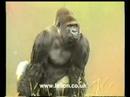 Jambo Gorilla Jersey Zoo The Gentle Giant 1986