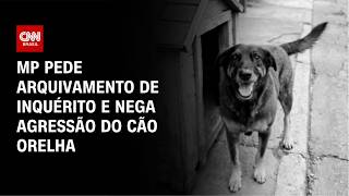 Vídeo: Cão Orelha: MP pede arquivamento de inquérito e afasta hipótese de agressão | BASTIDORES CNN