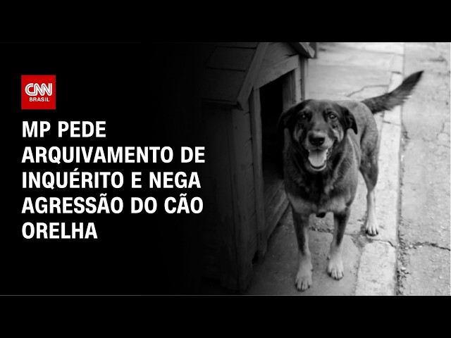 Cão Orelha: MP pede arquivamento de inquérito e afasta hipótese de agressão | BASTIDORES CNN