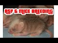 MICE AFRICAN SOFT FURRED RAT BREEDING