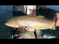 Video Thumbnail for “Brown Trout” Diefenbaker