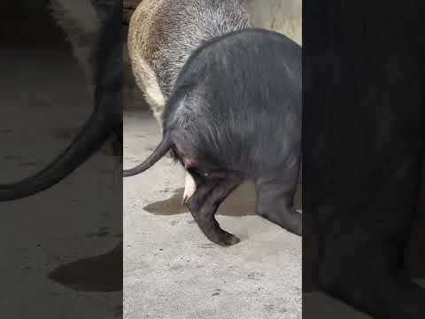 #shorts #pig #wildboar #minipig #piggy #pigs #piglife #minipigs #piglove #cutepig #piglet