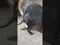 Shorts Pig Wildboar Minipig Piggy Pigs Piglife Minipigs Piglove Cutepig Piglet
