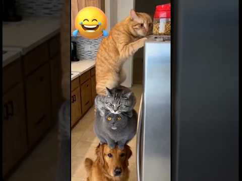 РЖАЧ ДО СЛËЗ. КОТЫ И СОБАКА ЧУДЯТ ПО ПОЛНОЙ