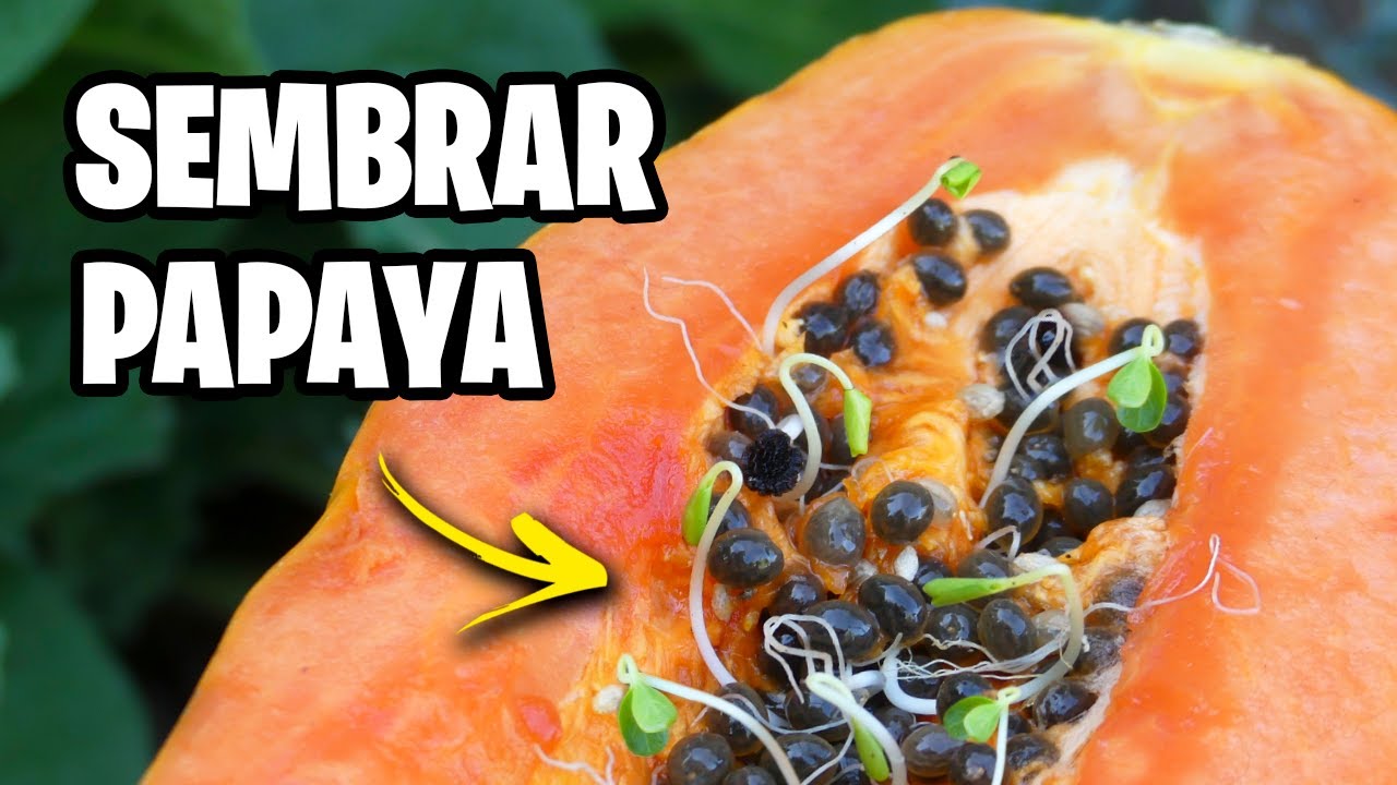 Cómo Sembrar Papaya: Trucos y Consejos para su Cultivo