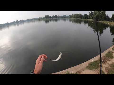 バルボア湖のバス釣り 2023 年 9 月 (Zoom Fluke)