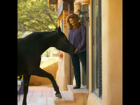 #62 | Linda Kohanov | Horses guide us into the supernatural