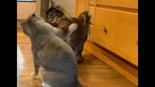 Separating Fighting Cats