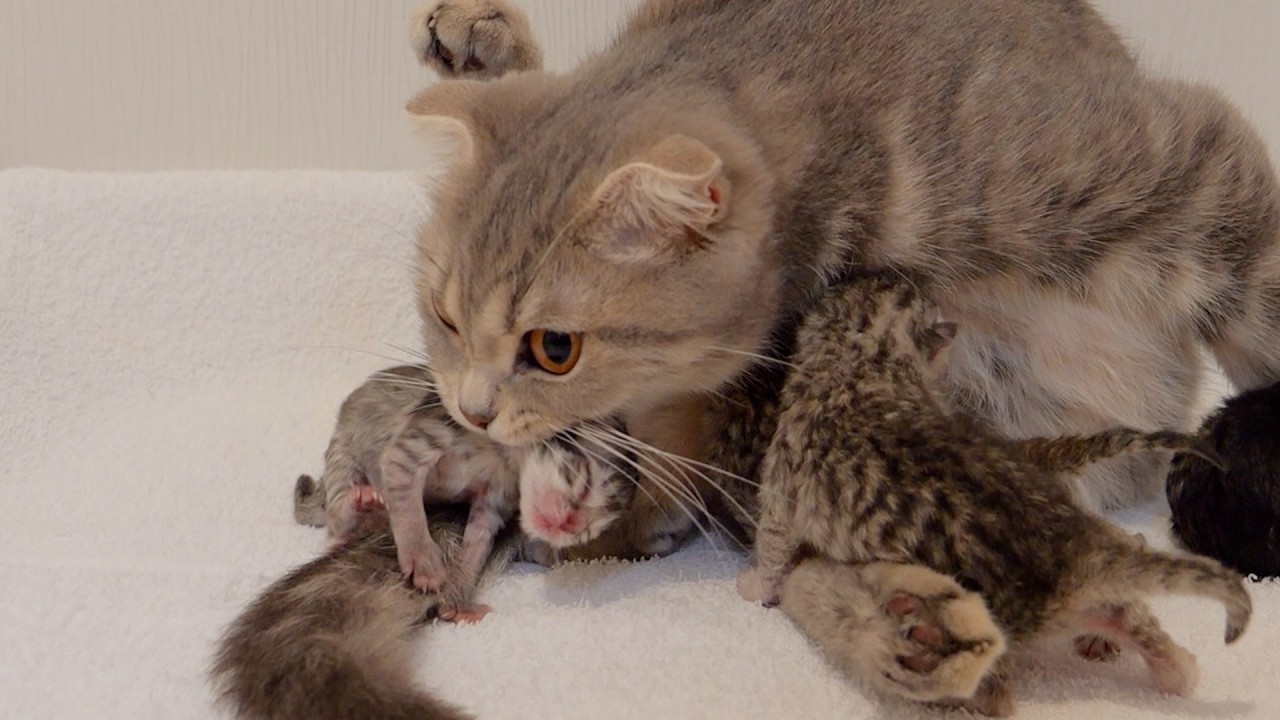[Day 2 after birth] Noisy kittens are quickly bitten by their mother!