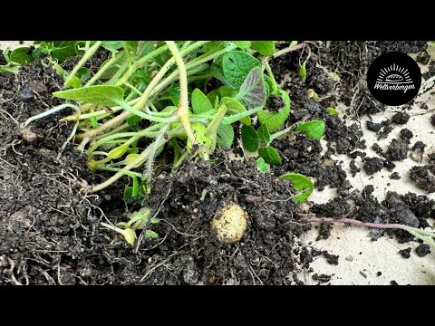 Första minipotatisknölen på en liten planta! TPS, potatis från frö, del 2