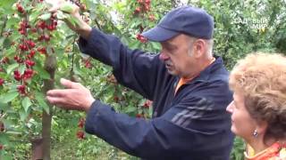 Какой сорт вишни лучше посадить в подмосковье