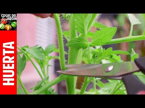 ¿Es necesario podar los chupones de los tomates?