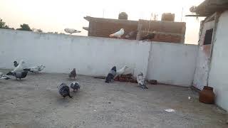 preview picture of video 'fancy pigeons  for buying call 9098733312'