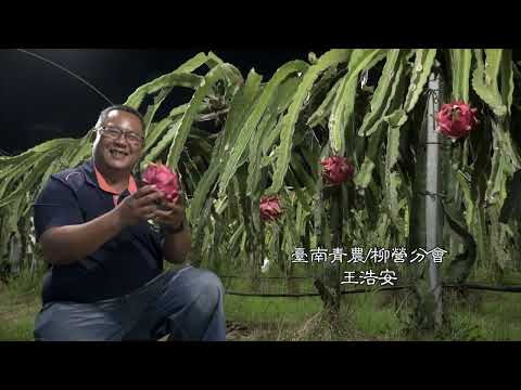臺南青農形象影片