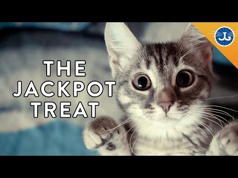 How To Train Your Cat With Treats